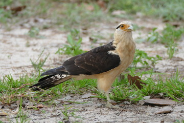 The yellow-headed caracara (milvago chimachima) is a bird of prey in the family Falconidae. It is...