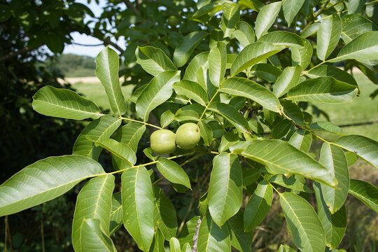 
Walnut tree with fruits  (Juglans regia) Juglandaceae family.
