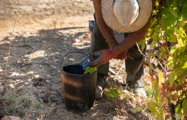 Fototapeta premium Grape harvest in the Douro vineyard