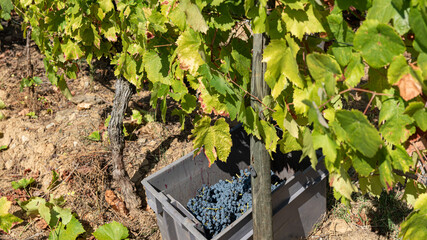 Vats with grapes at harvest for the wine industry