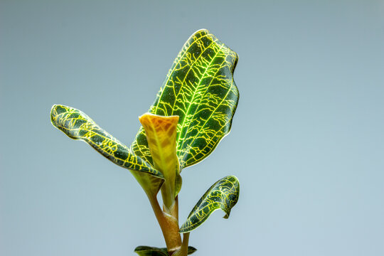Macro abstract view of a potted jewel orchid (macodes petola) houseplant with leaves that have unusual iridescent golden veins that resemble lightning, with neutral solid background