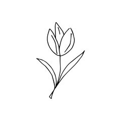 A minimalistic single element of a tulip flower, hand-drawn. Vector black and white doodle illustration for logo, design and postcards