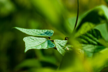 Bean leaves