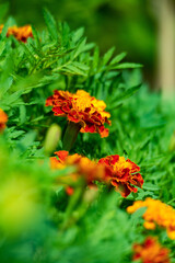 Marigold flowers in permaculture garden