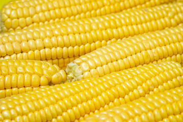 Peeled corn on a yellow background. Fresh raw corn. Healthy food