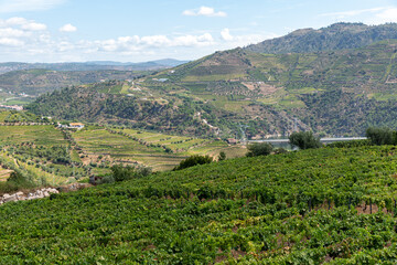 Fototapeta na wymiar Rural mountain landscape with vineyards