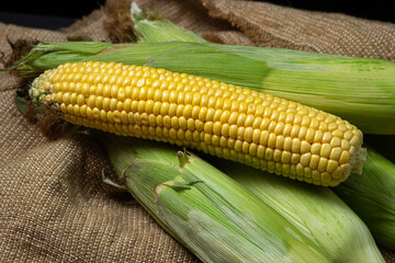 Ear of corn on a dark background. Fresh corn on the cob. Healthy food