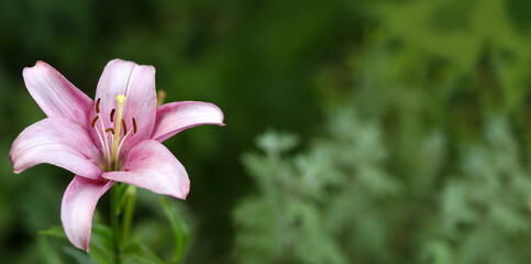 beautiful pink lily flowers in close-up on bokeh background
