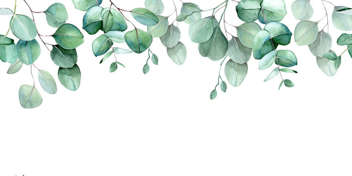 seamless border, frame of eucalyptus leaves and branches. watercolor drawing green leaves of eucalyptus on white background. print for wedding, invitations, congratulations. web banner