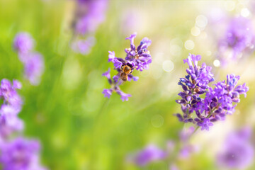 Close-up of lavender flower with a bee pollinating flowers on a summer or spring day in the garden, selective soft focus.