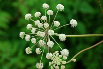 White flowers of Heracleum sphondylium, commonly known as hogweed, common hogweed or cow parsnip against green background
