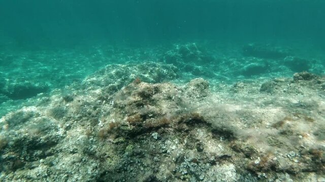 underwater landscape in the mediterranean