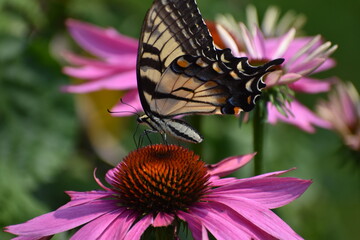 Tiger Swallowtail butterfly Papilio glaucus feeding on a Purple Coneflower in Michigan