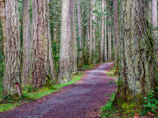 Dirt road through a forest.