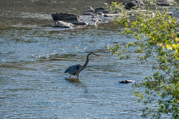 Great blue and white herons by the st. Lawrence river side  