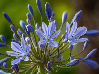 African blue lily, Agapanthus africanus, blue flower.