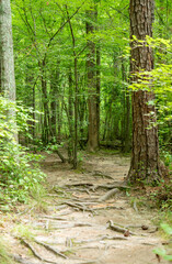 Obraz premium Dried Up Swamp
