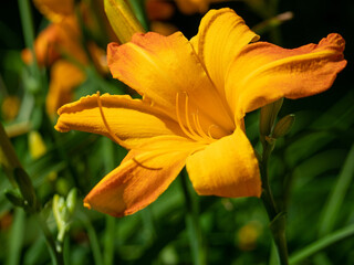 Orange color close up daylily flower. Orange lily.