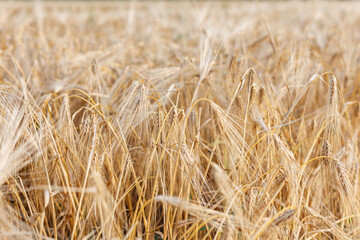 Ears of ripe wheat close-up. Wheat field. Beautiful Nature Sunset Landscape. Rural landscapes in bright sunlight.