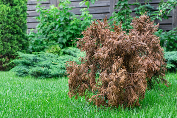 Dried damaged thuja in green garden, other green bright thujes grow near, damade caused by drought,...