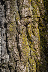 Tree Bark texture, close-up photo 