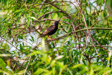 European Starling sitting on the tree branch 
