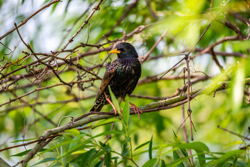 European Starling sitting on the tree branch 