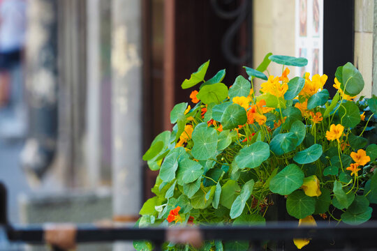 Nasturtium on city street. Tropaeolum,  nose-twister or nasturtian yellow and orange flowers