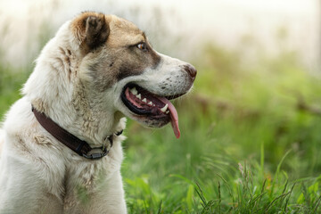 Asian Shepherd dog portrait on the green grass background