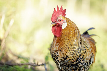 Close-up portrait of a golden rooster on a sunny summer day - obrazy, fototapety, plakaty