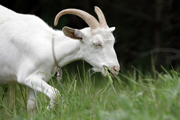 Close-up portrait of a white adult goat in the countryside