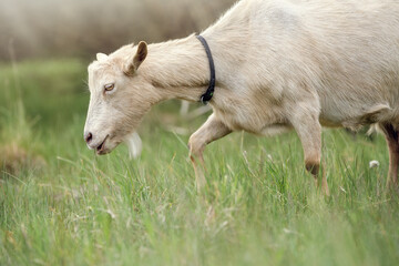 Obraz premium Beige old goat with experience looking for tastier plants in a meadow