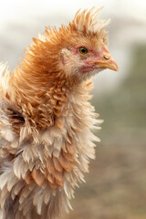 Fluffy beige colour chicken with a tuft