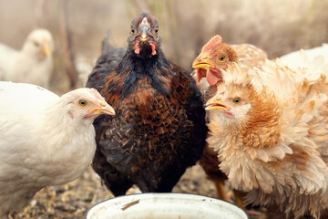A meeting of village chickens at a white bowl with food
