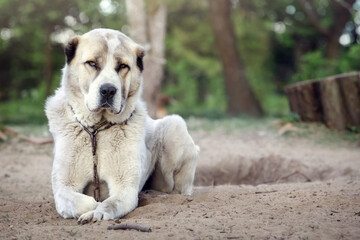 Naklejka na ściany i meble Dog alabai central asian shepherd dog lying on the ground in a p