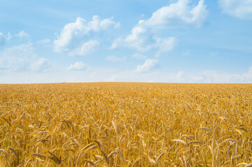 Ripe harvest field of ears of wheat rye in a landscape with blue sky