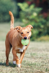 The brown dog ran with a raised tail and brought the green ball