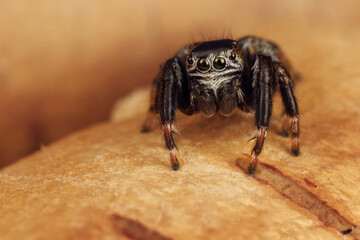 Beautiful nature scene with hairy arachnid who has big shining eyes