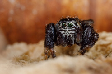 Beautiful nature scene with hairy arachnid who has big shining eyes