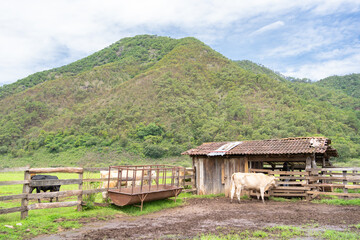 Paisaje del pueblo de Mirandilla Jalisco, vacas en la casa de campo.
