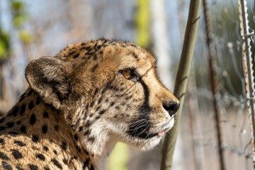 Cheetah on a farm