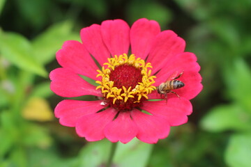 Flor Rosada con abeja | Perú
