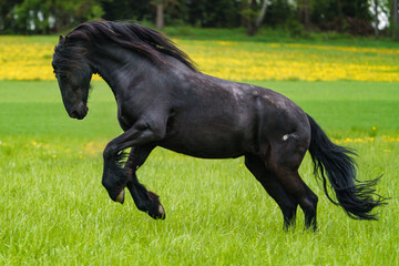 Black friesian horse runs gallop.