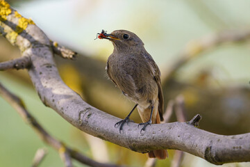 Black redstart - Phoenicurus ochruros standing on the branch with prey.