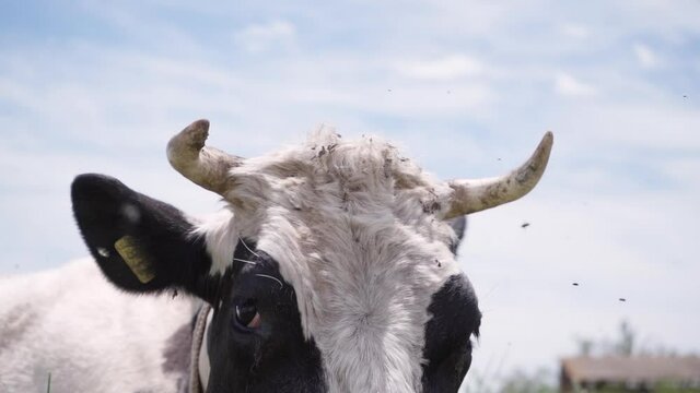 Cow Waving Its Head To Drive Flies From Itself, Slow motion. Cow Lies On Meadow And Chews