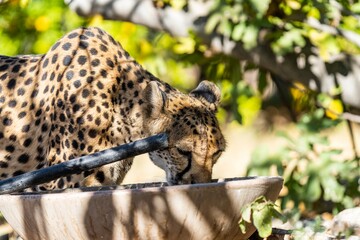 Obraz premium Cheetah on a farm