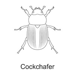 Beetle insect vector outline icon. Vector illustration bug insect on white background. Isolated outline illustration icon of beetle pest .