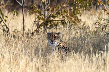 Cheetah in the grass