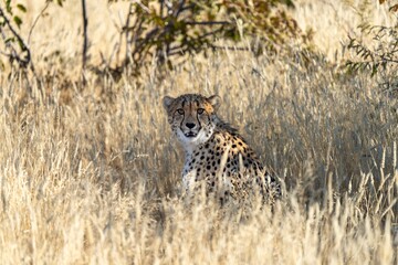 Cheetah in the grass
