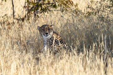 Cheetah in the grass